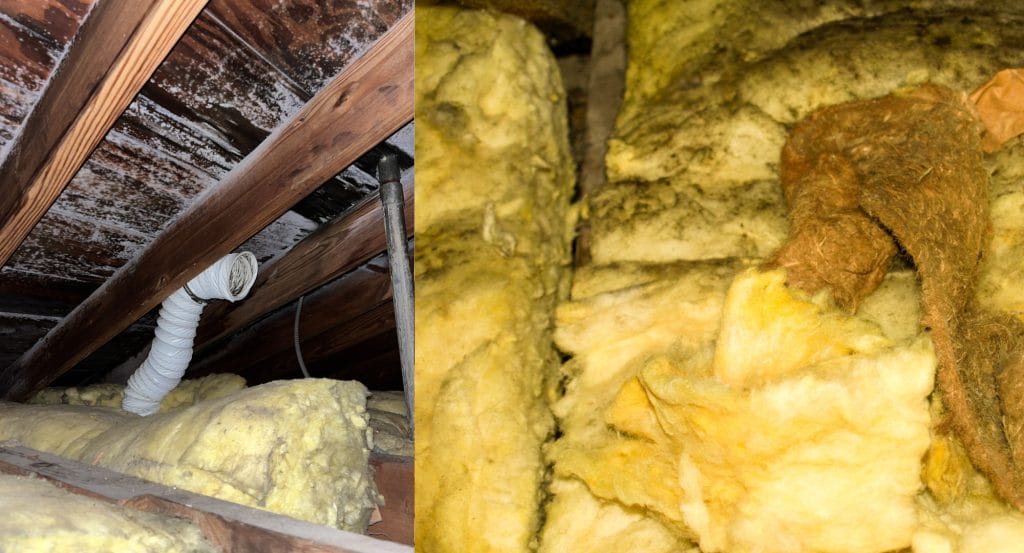 Mold Remediation in Attic Spaces